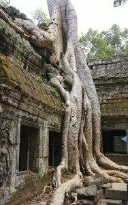 "Dripping" with root systems