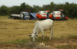 It's dry season -- rice harvest and cattle grazing.