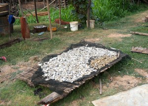 Small fish drying in the sun. They grind it up to make a fish paste. 