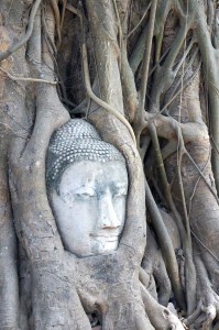 Buddha head embedded in the roots. They really guard this one closely!