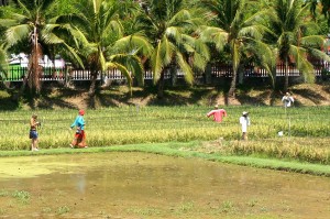 The local rice museum. Unfortunately, there was no museum and the pathways were treacherous!