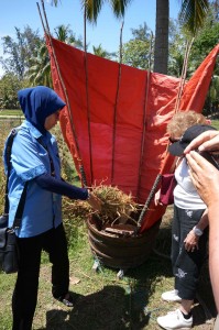 The traditional way of harvesting the rice.