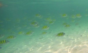 A few of the local fish captured before my GoPro froze up and I got washed away.