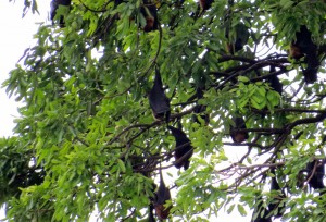 Fruit bats, anyone?