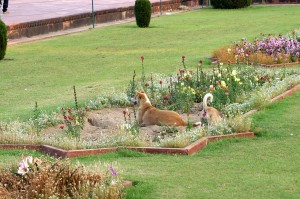 Bad puppies digging up the gardens in front of the Taj...