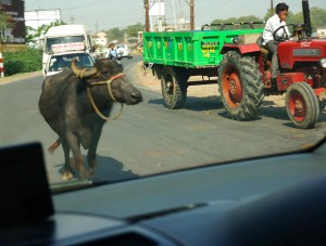 Just about everything wrong about driving -- talking on cell phone while driving a tractor, random water buffalo, etc!