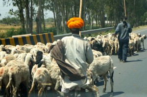 If it's not pilgrims, it's goats! No road goes unclogged!