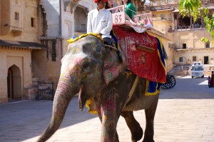 A number of people ride the elephants up the mountain to the fort. The good news is that the elephants only have to work 2 hours a day. Nice coloring too!