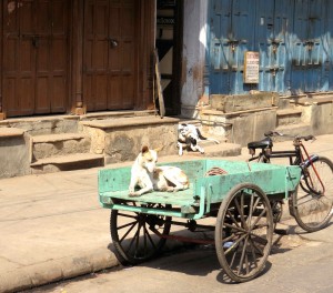 ... and tons of street dogs (and not a few cows and water buffaloes!).