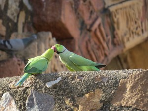 I guess the PDA restriction doesn't apply to birds!