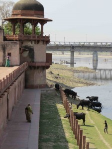 A favorite hangout for the cows and water buffaloes.