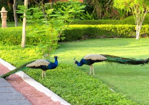 Loud peacocks at our hotel