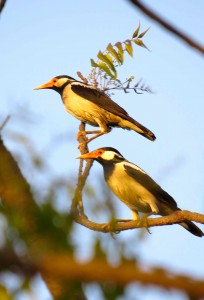 Over 50 species of birds can be found on the resort grounds.