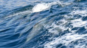 Friendly porpoises followed close alongside us. Check out the baby!