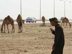 I call this "Camels on highway with smoking guide." Lot's of symbolism here...