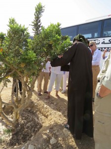 Cutting a frankincense tree to get the sap.