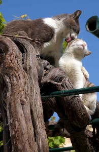 Kitty love in the grapevines!