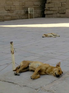 Temple dogs, guarding the place.