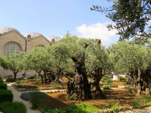 Gethsemane, the garden where Jesus prayed before being arrested.