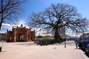 The Fuente Colonial and ceiba tree. So who's really on top?