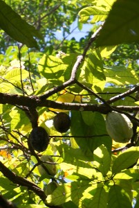 A cacao tree. Yum!