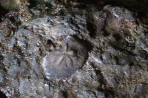 Fossil remains -- an ancient sand dollar!