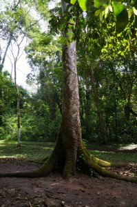 A Chicle tree -- where the sap was traditionally used to make gum. Chiclets -- get it??