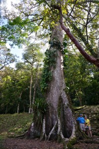 Deb, Glen, and massive ceiba tree.