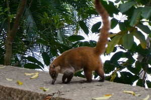 This is for our Colorado Springs friends. This little bugger is called a Tejon. It has a long snout that it uses to go after bugs (especially termites!). They weren't an exhibit -- they were just running around the park!