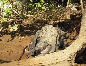 Okay, this was one of two crocodiles we saw on the river. We sat there for up to five minutes both times and neither croc moved a muscle. Animatronic? Blow-up? Suspicious??