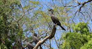 Lots of cormorants in the river...