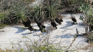 ... and a weird beach filled with turkey buzzards.