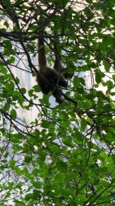 We also saw some spider monkeys in the trees.