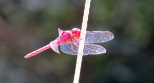 A new friend -- a dragonfly