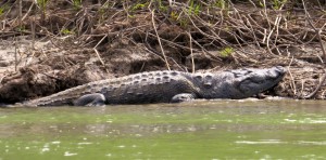 Some crocodiles on the way. These actually moved...