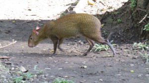 Not sure the name, but related to the Capybara