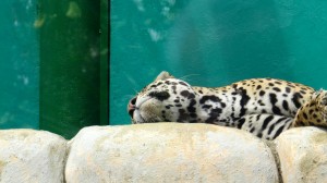 Sleeping jaguar. Jaguars are big juju down here.