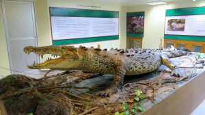 One of the crocodiles from the zoo who died. Quite a nice tribute!