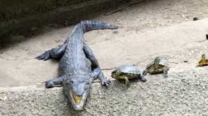 The world famous croc and turtle chorus!