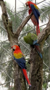 Some huge military macaws!