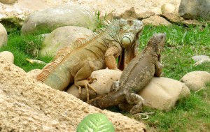 The Day of the Iguana