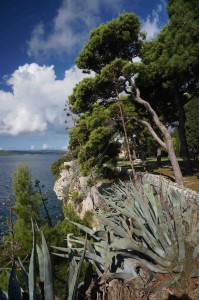 Looking up the coast from Sustipan. In general, the Dalmatian Coast is very tropical, so you see lots of palm trees, agave, cactus, etc!