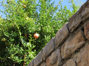 Lots of gardens and pomegranate trees. Alright, admit it -- how many of you have actually seen a pomegranate tree? No, I hadn't either!