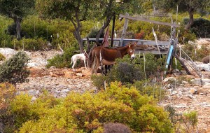 Random donkey and dog. I don't know why, don't ask me...