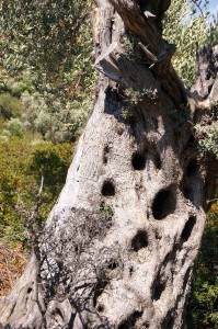 Lots of these amazing trees around the island. Not sure what the wholes are all about.