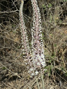 I'm not sure what this plant is, but they were all over and quite beautiful!