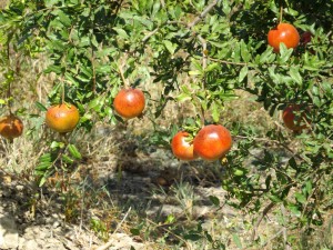 Passing through a pomegranate orchard on the way down to Dalyan and our boat.