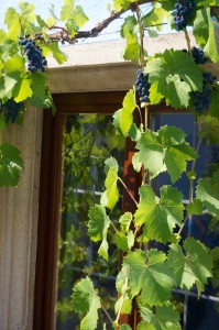 Random grape vines on one of the buildings. 