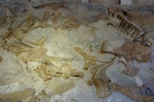 We then went to Dinosaur National Monument, which spans Utah and Colorado. This is an amazing place! The highlight is the Carnegie Quarry where over 1500 dinosaur fossils are visible in the partially excavated cliff face.