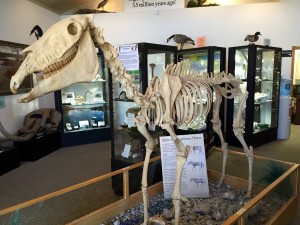 Our first stop was at the Hagerman Fossil Beds National Monument. This area was protected because it represents one of the richest paleontological sites in the US, with a continuous, undisturbed stratigraphic record going back over 500,000 years. It also has a great concentration of guys like the one in the picture -- the Hagerman Horse, which appears to be a link between prehistoric and modern horses.